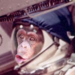 monkey-in-helmet